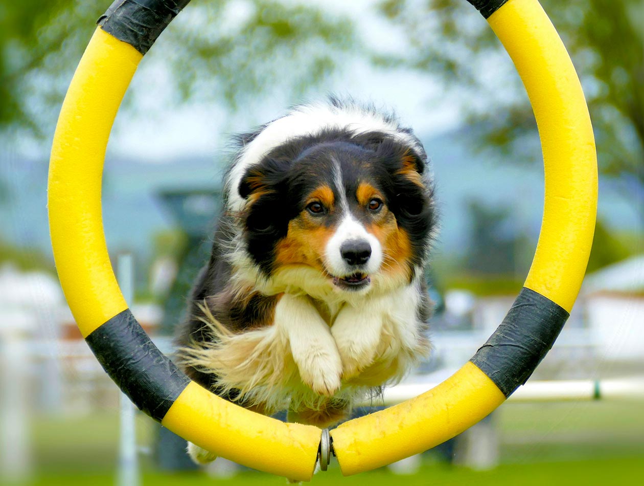 Hund springt durch Agility-Reifen