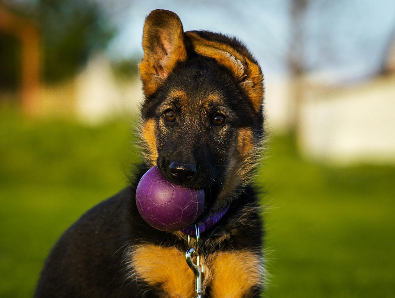 Schäferhundwelpe mit lila Ball im Maul