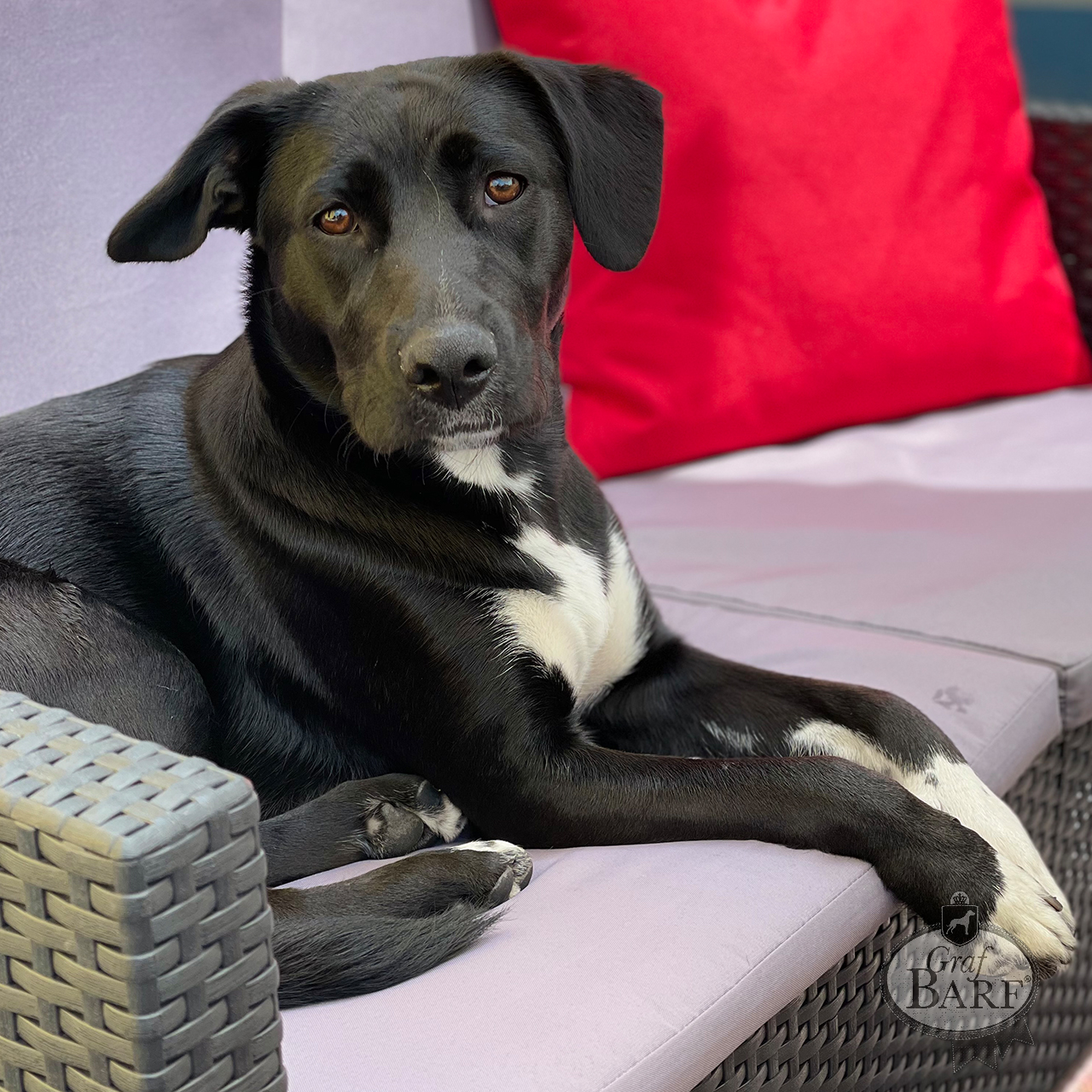 Schwarzer Hund mit weißer Brust und Pfote auf einem Sofa